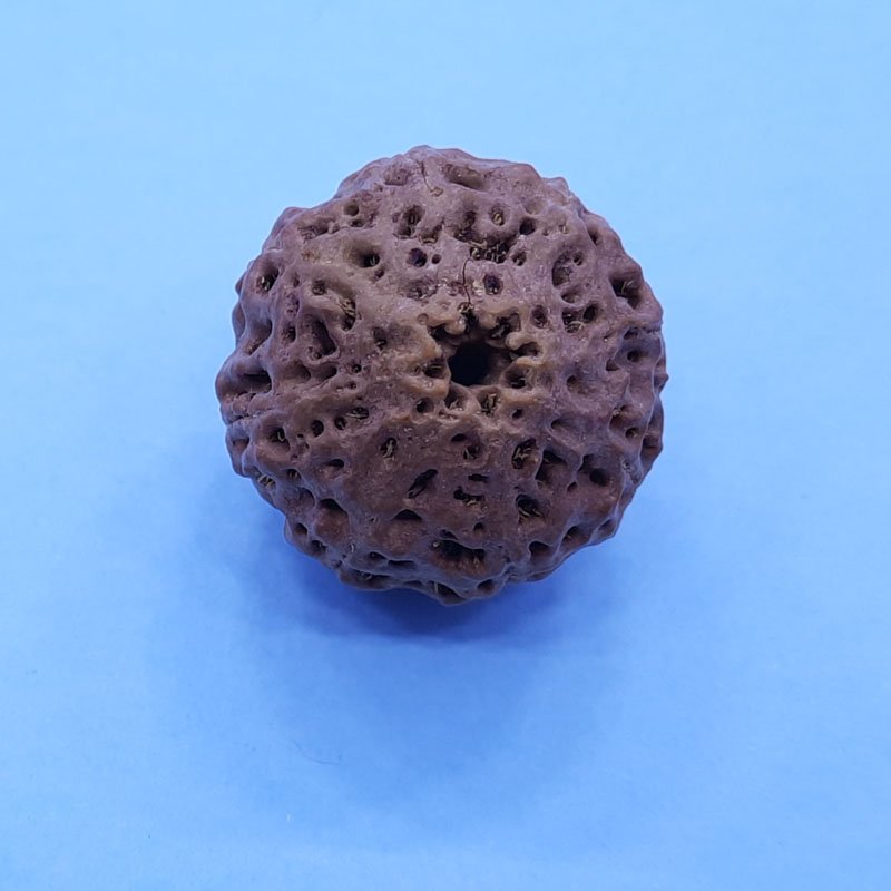 RUDRAKSHAM 8 FACE BIG