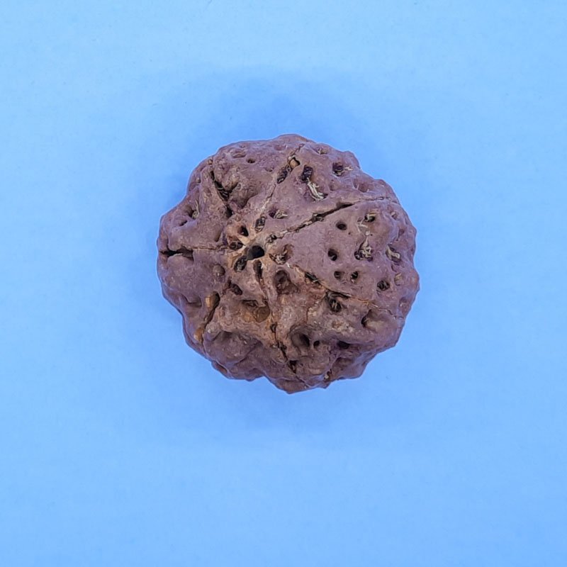 RUDRAKSHAM 7 FACE BIG